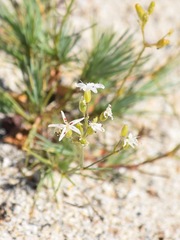 Eremogone cliftonii