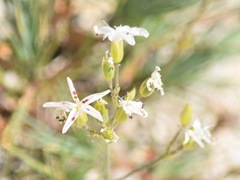Eremogone cliftonii