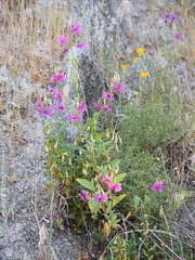 Clarkia mildrediae mildrediae