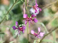 Clarkia mildrediae mildrediae