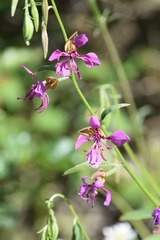 Clarkia mildrediae mildrediae