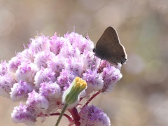 Satyrium auretorum