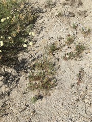 Eremogone cliftonii