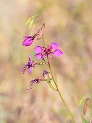Clarkia mildrediae mildrediae