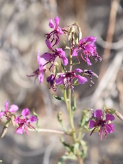 Clarkia mildrediae mildrediae