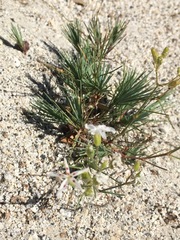 Eremogone cliftonii