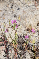 Clarkia mildrediae mildrediae