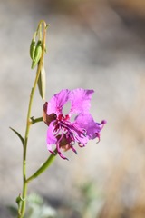 Clarkia mildrediae mildrediae