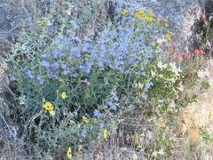 Penstemon azureus azureus