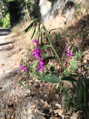 Clarkia mildrediae mildrediae