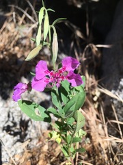Clarkia mildrediae mildrediae
