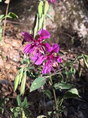 Clarkia mildrediae mildrediae