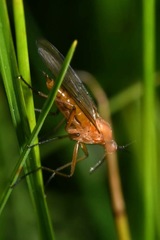 Empis stercorea
