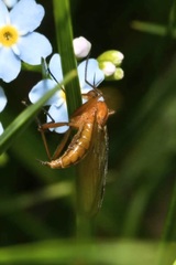 Empis stercorea