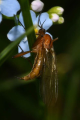 Empis stercorea