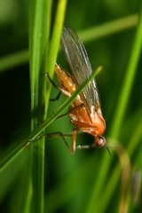 Empis stercorea