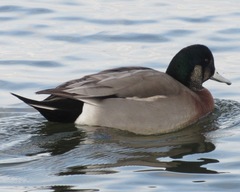 Anas platyrhynchos × Mareca americana