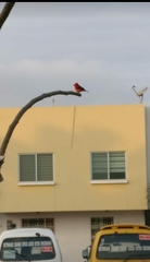 Pyrocephalus rubinus