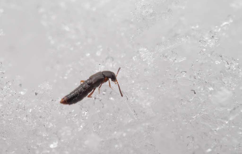 Staph beetle