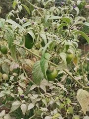 Capsicum pubescens