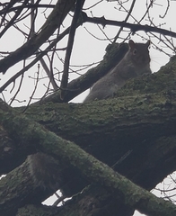 Sciurus carolinensis