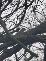 Sciurus carolinensis