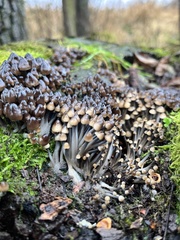 Mycena tintinnabulum