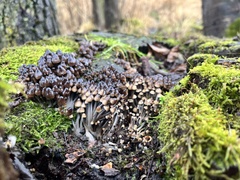 Mycena tintinnabulum