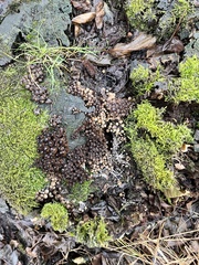 Mycena tintinnabulum