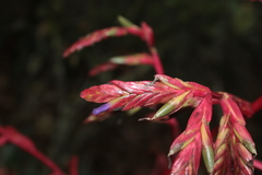Tillandsia tovarensis