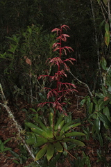 Tillandsia tovarensis