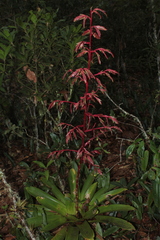Tillandsia tovarensis