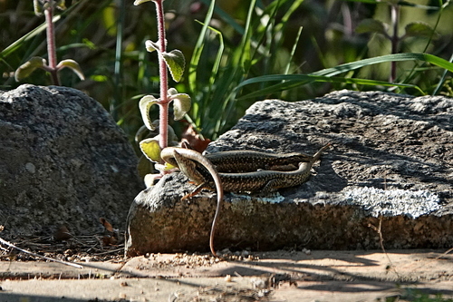 Warm-temperate Water-skink, Eulamprus heatwolei