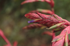 Tillandsia tovarensis