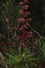 Tillandsia tovarensis