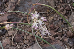 Allium macrum