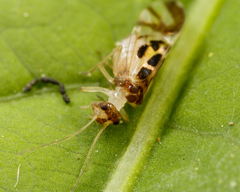 Graphopsocus