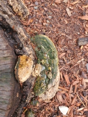 Polyporaceae
