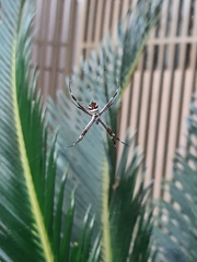 Argiope argentata