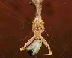 Uloborus glomosus