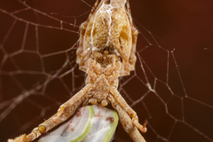 Uloborus glomosus
