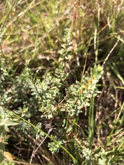 Pimelea spinescens spinescens