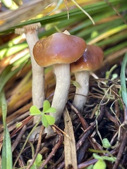 Psilocybe cyanescens