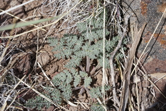 Lomatium ravenii