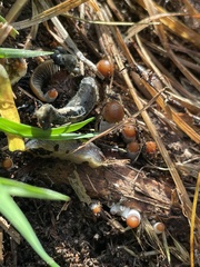 Psilocybe cyanescens