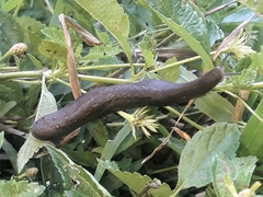 Phyllocaulis variegatus