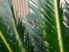 Argiope argentata