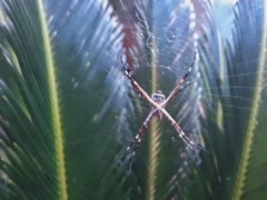 Argiope argentata