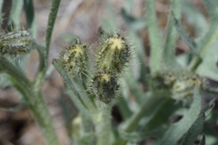 Crepis occidentalis