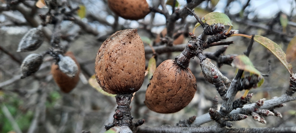 Wild Almond